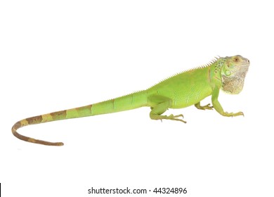 Iguana Iguana Isolated On White Background Stock Photo 42095590 