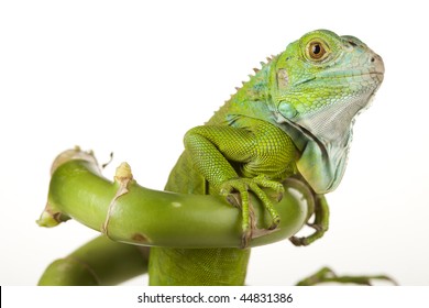 Iguana Isolated On White Background Stock Photo 44831386 