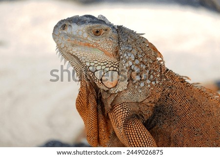 
Iguana, a large, arboreal, tropical American lizard with a spiny crest along the back and greenish coloration, occasionally kept as a pet.