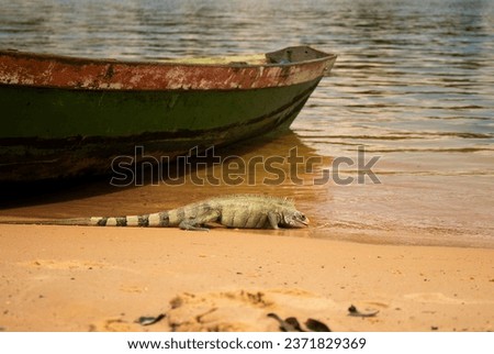 iguana lizard drinking water from the tapajós river on the beach brazil