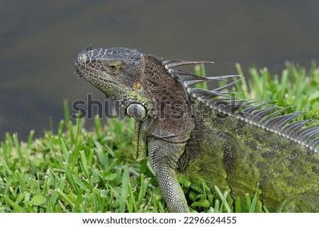 iguana lizard outdoor. closeup photo of iguana lizard. iguana lizard reptile. iguana lizard