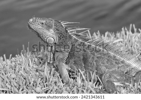 iguana lizard outdoor. iguana lizard outside. iguana lizard in nature. photo of iguana lizard