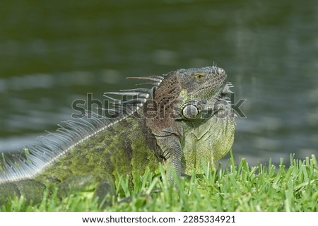 iguana lizard reptile. iguana lizard in wildlife. iguana lizard outside. photo of iguana lizard