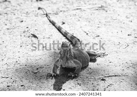 iguana lizard with tail. iguana lizard in nature. photo of iguana lizard reptile. iguana lizard