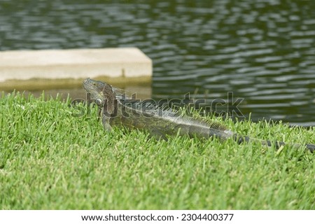 iguana lizard in wildlife. iguana lizard outdoor. photo of iguana lizard. iguana lizard reptile