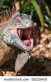 2,611 Iguana mouth Images, Stock Photos & Vectors | Shutterstock