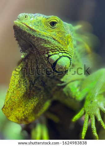 Similar – Image, Stock Photo earth lion Detail