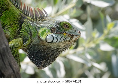 An Iguana Near A Beach In Venezuela.