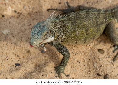 Iguana On A Beach On Curaçao 