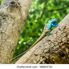 Iguana  on a branch in asia