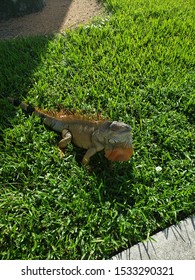 An Iguana On Florida Atlantic University Campus. Boca Raton, FL.