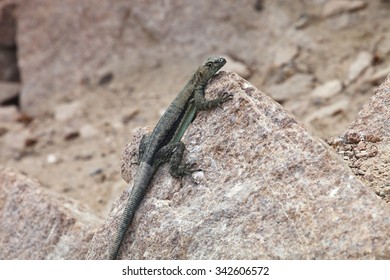 Iguana On Groundon The Cliff, Matarani, Peru