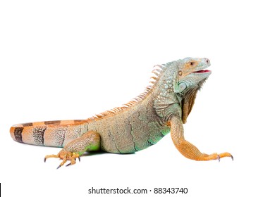 2,361 Australian Iguana Images, Stock Photos & Vectors | Shutterstock