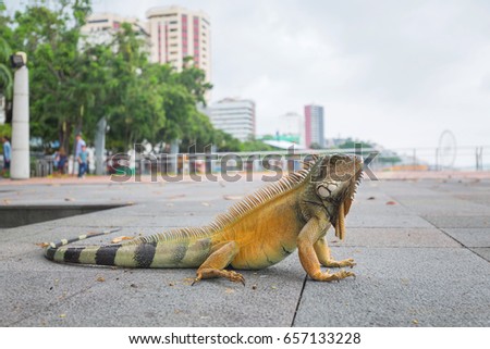 Iguana on the Malecon of Guayas River in Guayaquil, Ecuador