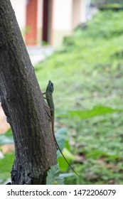 Iguana On Tree Diamond Chocolate Factory In Grenada Caribbean 