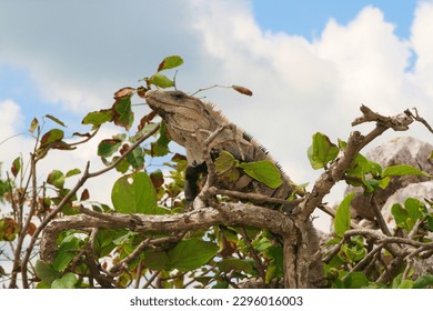 Iguana on a tree of Tulum Mexico. Bearded iguana (Lesser Antillean iguana), cloudy sky on the background. the reptile is hiding behind the leaves. - Powered by Shutterstock