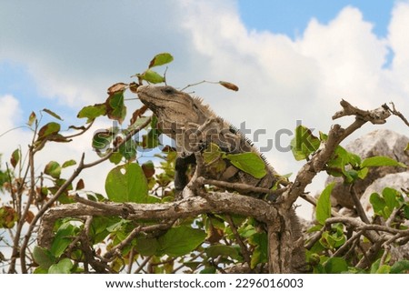 Iguana on a tree of Tulum Mexico. Bearded iguana (Lesser Antillean iguana), cloudy sky on the background. the reptile is hiding behind the leaves.