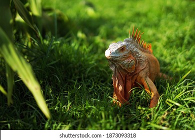 Iguana Is One Of The The Largest Lizards, Averaging Around 6.5 Feet Long And Weighing About 11 Pounds.