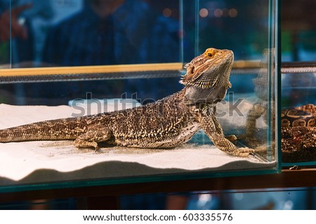 Iguana in the pet shop