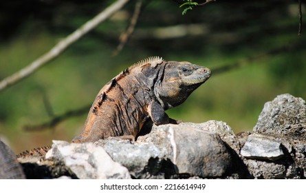 Iguana Pose, Bonaire, Dutch Caribbean