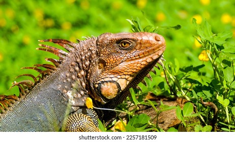 
Iguana in Punta Leona Costa Rica - Shutterstock ID 2257181509