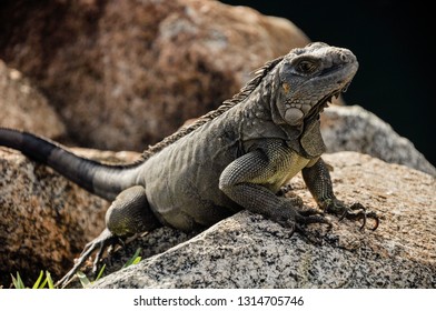 Iguana relaxing on the rock