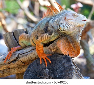 Iguana Reptile Sitting On The Tree