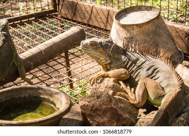 Iguana is a reptile that is a genus of herbivorous lizards that are native to tropical areas of Mexico, Central America, South America, and the Caribbean. 