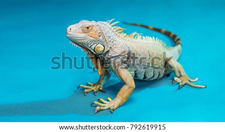 iguana reptilian, exotic wild dragon