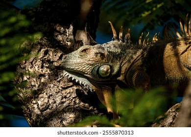 An iguana resting on the branches of a tree located near a body of water - Powered by Shutterstock