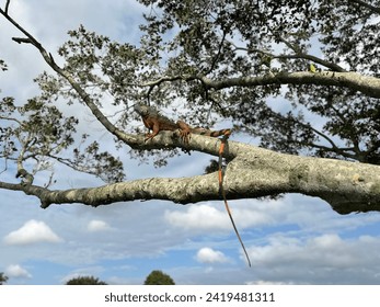 Iguana resting on a tree