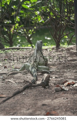 The iguana is resting under the trees