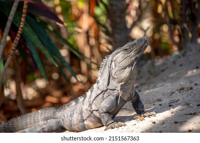 An Iguana At A Riviera Maya Resort In Mexico