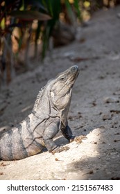 An Iguana At A Riviera Maya Resort In Mexico