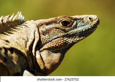 Iguana side on. Costa Rica - Shutterstock ID 27623752