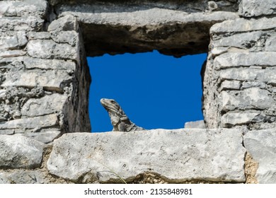 Iguana Sitting on Tulum Ruins