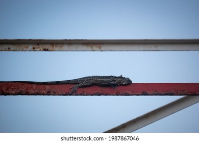 Iguana Sleeping on a Metal Tower at Punta Gallinas Lighthouse, Colombia 