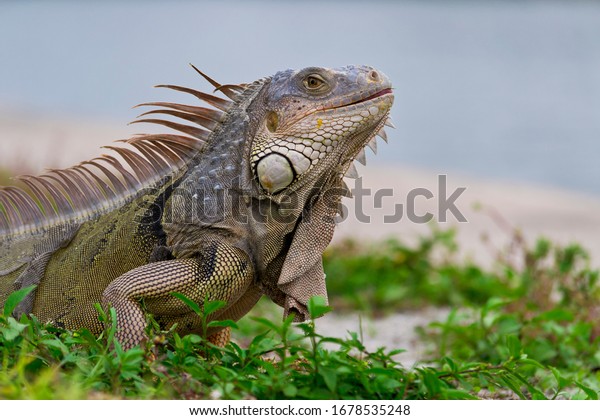 Iguana Spotted Park Miami Beach Eating Stock Photo (Edit Now) 1678535248