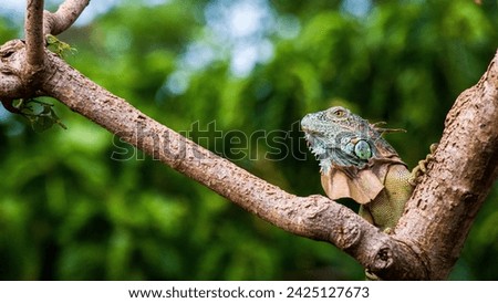 
iguana stops in tree on the island of San Andres, Colombia