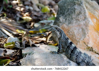 iguana at sunbathing