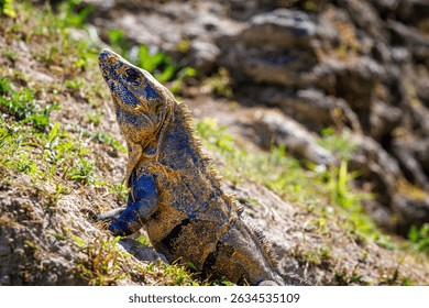 Iguana sunbathing at the Xunantunich archaeological site in Belize