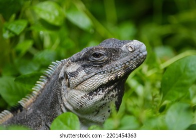 Iguana In Tall Green Grass