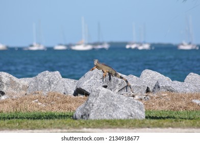 Iguana Watching Sailboats While Sunbathing Upon A Gray Stone