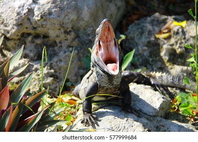 iguana yawning