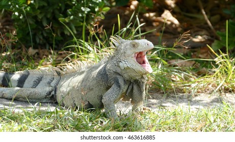 Iguana yawning on Aruba