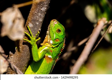 Iguana. young wild green iguana between foliage and branches in the bush in Colombia Caribbean Tayrona. detailed and sharp iguana - Powered by Shutterstock