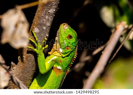 Iguana. young wild green iguana between foliage and branches in the bush in Colombia Caribbean Tayrona. detailed and sharp iguana