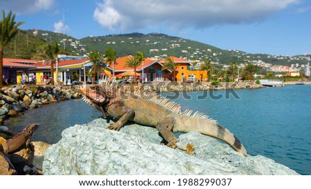 Iguana,Charlotte Amalie,St. Thomas,United States Virgin Islands,Caribbean