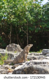 Iguanas At El Rey Ruins