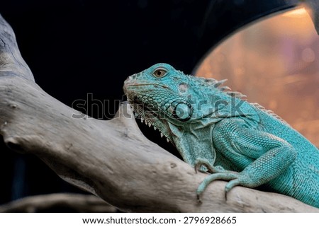 Iguanas rely on sunlight to regulate their body temperature, making basking an essential part of their daily survival.